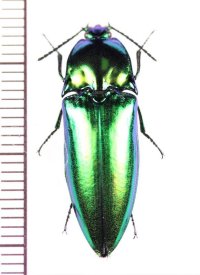 コメツキムシの一種　Campsosternus sp.　♀　 インドネシア（ボルネオ島）