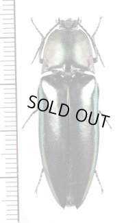 コメツキムシの一種　Campsosternus auratus　♀　ラオス