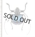 カミキリムシの一種　Cyclopeplus peruvianus　♂　ペルー