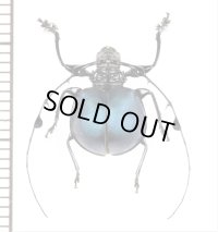 カミキリムシの一種　Cyclopeplus peruvianus　♂　ペルー