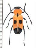 カミキリムシの一種　Purpuricenus quadrinotatus　♀　インドネシア（ララット島・タンニバル諸島）
