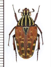 セスジツノカナブン　Chordodera quinquelineata　♂　カメルーン
