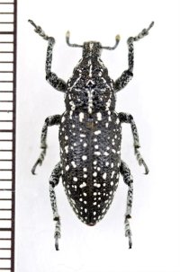 ゾウムシの一種　Pachycerus menetriesii　トルコ