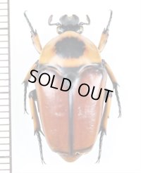 ウスチャハナムグリ　Aphanesthes pullata　♀　オーストラリア