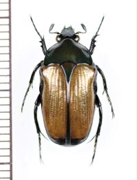 トガリカナブンの一種　Gnathocera sp.　♂　カメルーン