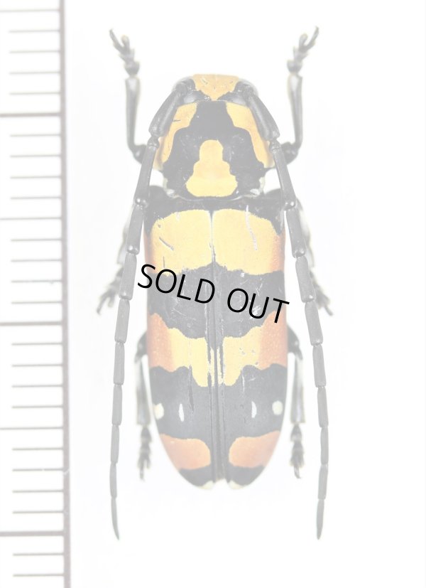 画像1: カミキリムシの一種　Tragocephala mima　♀　タンザニア