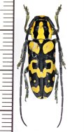 カミキリムシの一種　Tragocephala variegata　♂　タンザニア