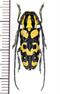カミキリムシの一種　Tragocephala variegata　♂　タンザニア