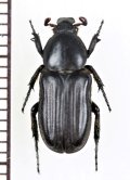 アリノスハナムグリの一種　Coenochilus ventricosus　♂　コートジボワール