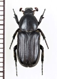 アリノスハナムグリの一種　Coenochilus ventricosus　♂　コートジボワール