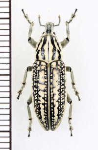 ゾウムシの一種　Liocleonus clathratus　トルコ
