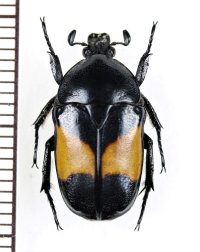 オビキモンカナブン　Chondrorrhina abbreviata　♂　コートジボワール