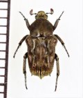 アリノスハナムグリの一種　Cymophorus undatus　♂　カメルーン