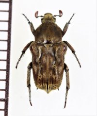 アリノスハナムグリの一種　Cymophorus undatus　♂　カメルーン