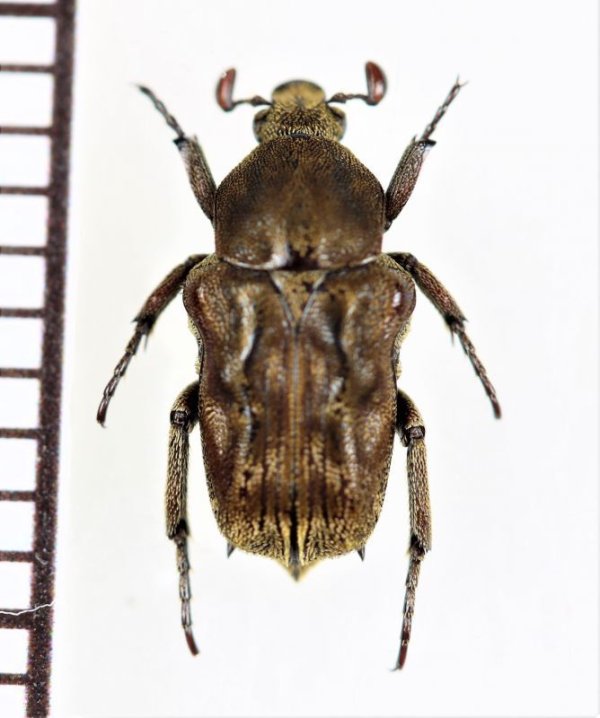 画像1: アリノスハナムグリの一種　Cymophorus undatus　♂　カメルーン