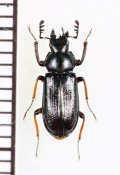 ミナミコルリクワガタ　♂　徳島県