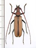 ウスバカミキリの一種　Prioninae  species　♂　ベトナム中部
