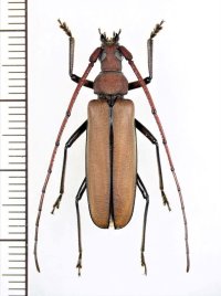 ウスバカミキリの一種　Prioninae  species　♂　ベトナム中部