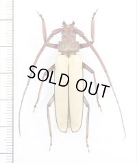 トゲウスバカミキリの一種　Prioninae  species　ベトナム中部