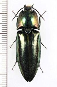 コメツキムシの一種  Campsosternus sp.   ベトナム中部