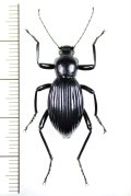 ゴミムシダマシの一種　Morphostenophanes sp.　ベトナム北東部