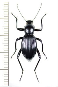 ゴミムシダマシの一種　Morphostenophanes sp.　ベトナム北東部