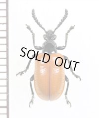 クビナガハムシの一種　Criocerinae species　ベトナム中部