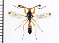シュモクバエの一種　Diopsis sp.　インドネシア(ジャワ島)
