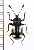 テントウムシダマシの一種　Eumorphus sp.　♂　インドネシア（スマトラ島）