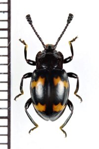 オオキノコムシ擬態のテントウムシダマシの一種　Endomychidae species　タイ