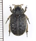 コブスジコガネの一種　Omorgus species　オーストラリア