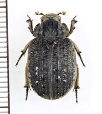 コブスジコガネの一種　Omorgus species　オーストラリア