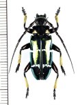 カミキリムシの一種　Sphingnotus mirabilis　♂　インドネシア（ミソール島・モルッカ諸島）