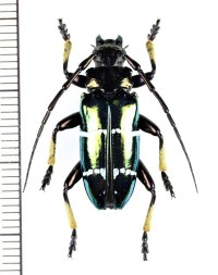 カミキリムシの一種　Sphingnotus mirabilis　♂　インドネシア（ミソール島・モルッカ諸島）