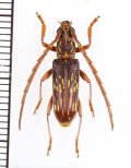 ミツギリゾウムシ擬態のカミキリムシの一種　Xoanodera vermiculata　♀　マレーシア（ボルネオ島）