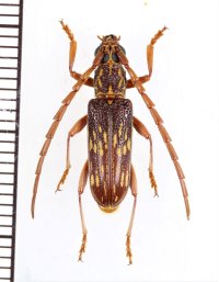 ミツギリゾウムシ擬態のカミキリムシの一種　Xoanodera vermiculata　♀　マレーシア（ボルネオ島）