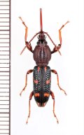 ミツギリゾウムシの一種　Brentidae species　♀　 ベトナム中部