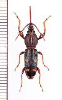 ミツギリゾウムシの一種　Brentidae species　♀　 ベトナム中部