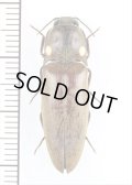 ヒカリコメツキの一種　Pyrophorus sp.　ペルー