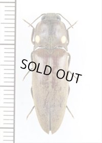 ヒカリコメツキの一種　Pyrophorus sp.　ペルー