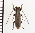 コブスジサビカミキリ　♂　埼玉県