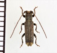 コブスジサビカミキリ　♂　埼玉県