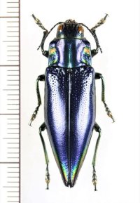 クロナンヨウタマムシ　インドネシア（モルッカ諸島：モロタイ島）