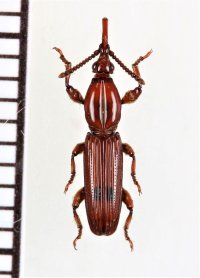 ミツギリゾウムシの一種　Brentidae species　タイ