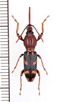 ミツギリゾウムシの一種　Brentidae species　♀　 ベトナム中部