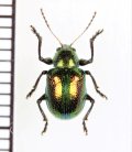 アカガネサルハムシ　沖縄亜種　♂　宮古島