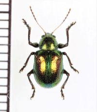 アカガネサルハムシ　沖縄亜種　♂　宮古島