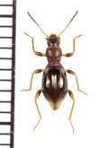 オキナワヒョウタンキマワリ　♀　沖縄本島