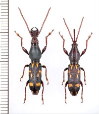 ヤエヤマミツギリゾウムシ　大型ペア　西表島