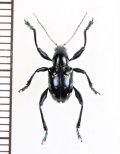 カタゾウムシ擬態のハムシの一種　Chrysomelidae species　 フィリピン(ルソン島)